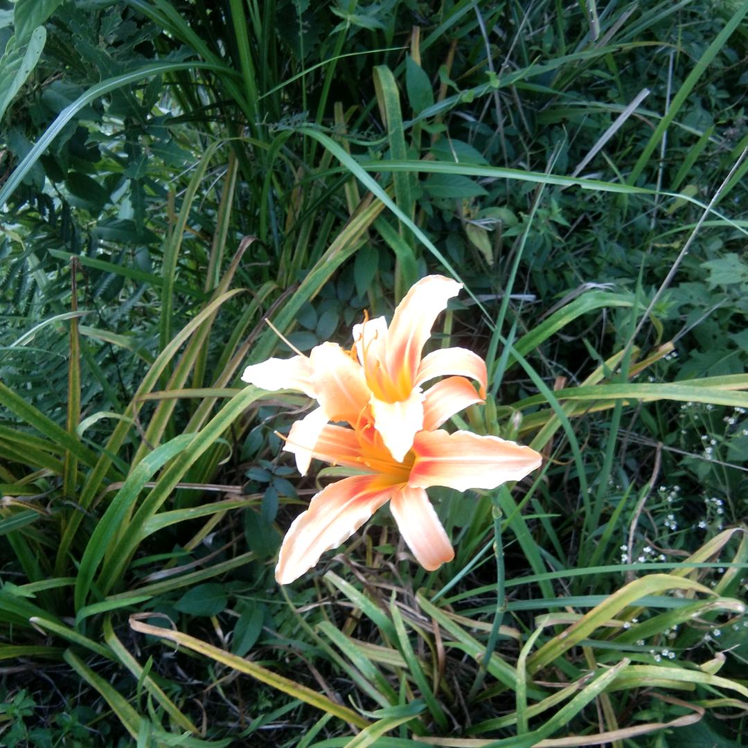 雄起:云上新寨特大狮头鹅养殖基地