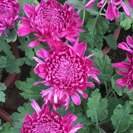 花好月圆丶