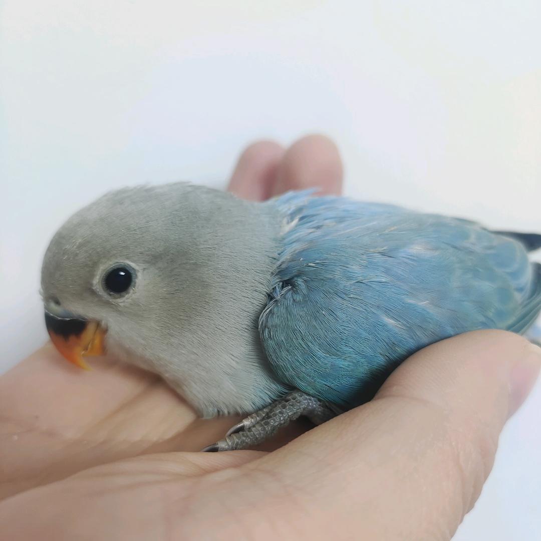 周一宠物用品创意屋