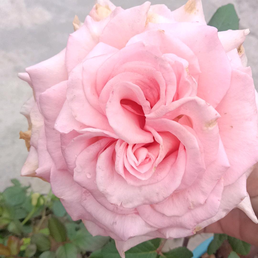 ❤❤永远记住你❤❤