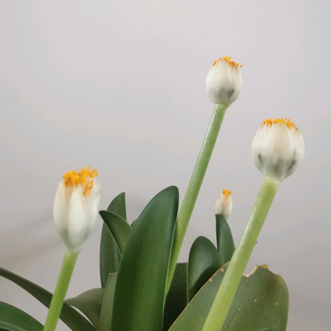 禅农