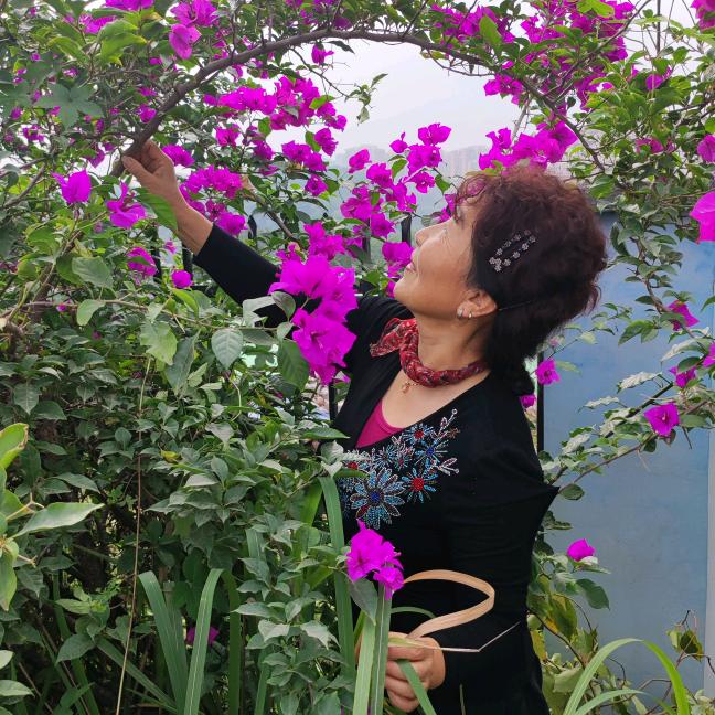 小菊
