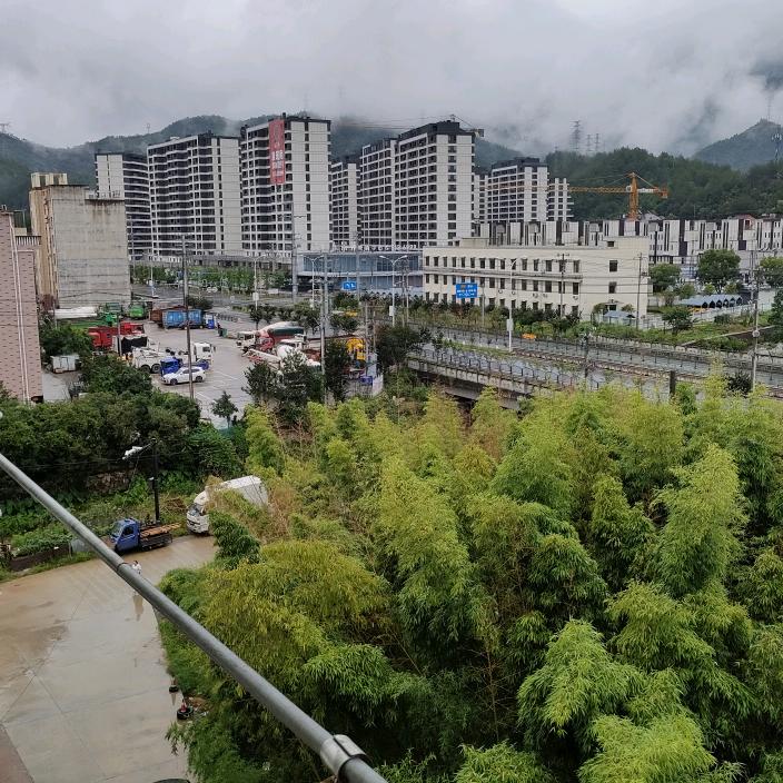 老柳