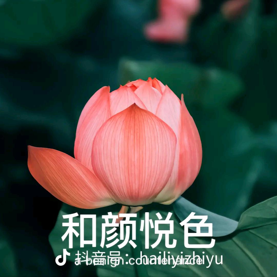 和颜瑞色
