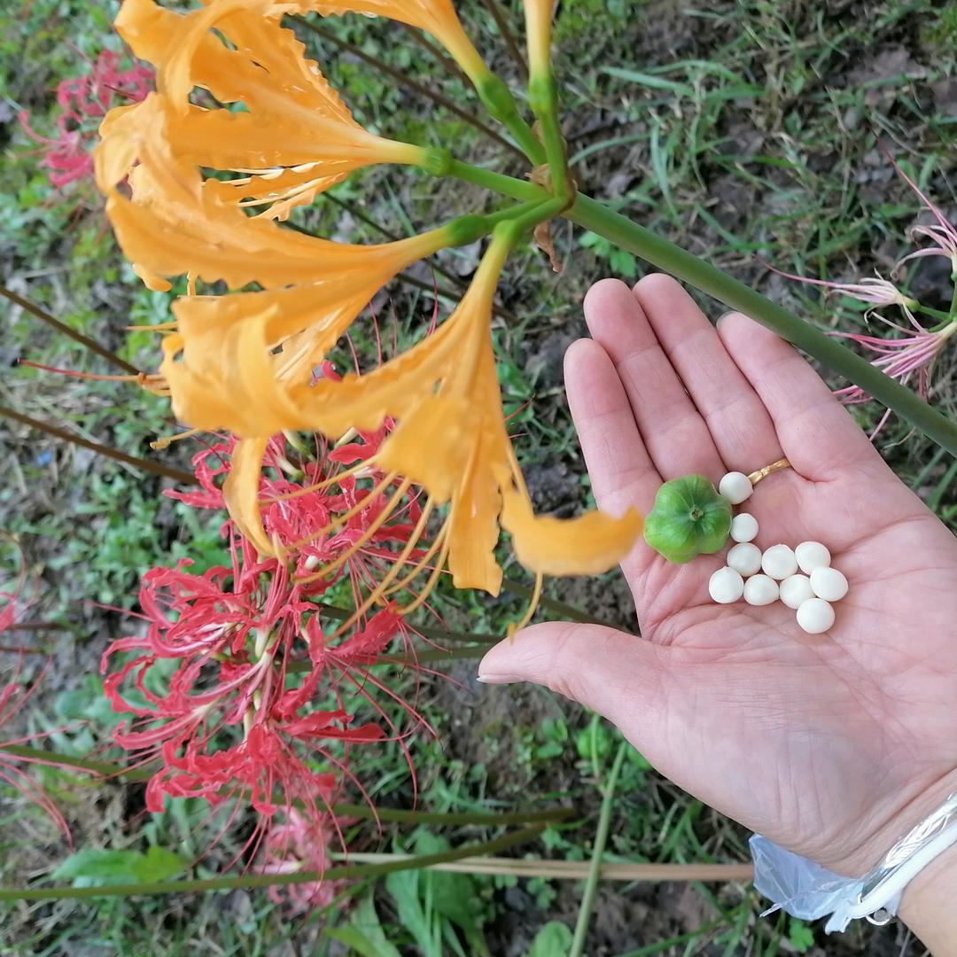 回眸一笑🧚‍♀️