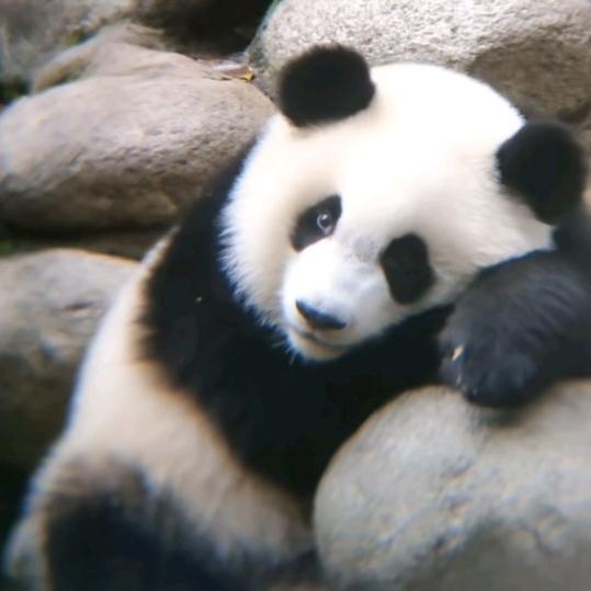 最治愈的猫🐼🐼