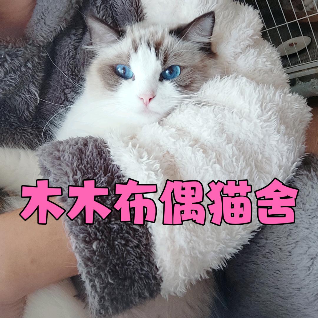木木布偶猫舍
