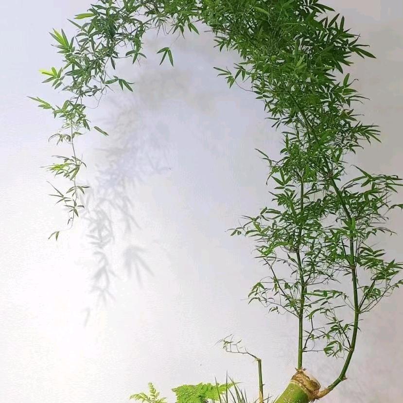 陈三绿植坊（小叶勒竹）