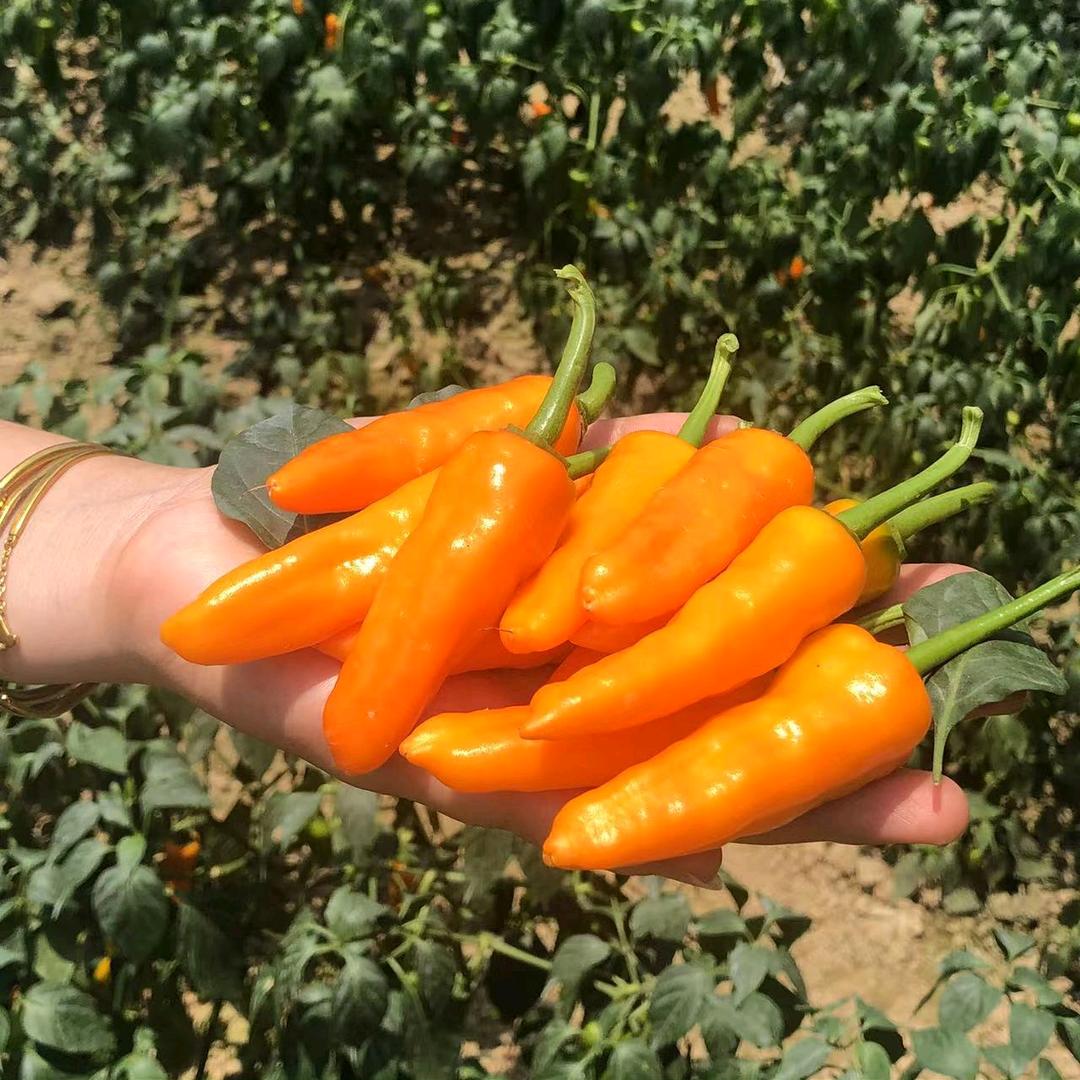 永安燕蓉农产品