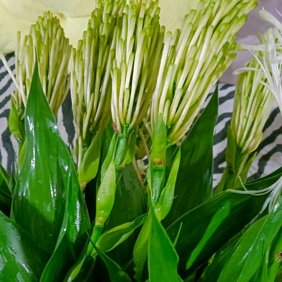 富贵竹《花花》