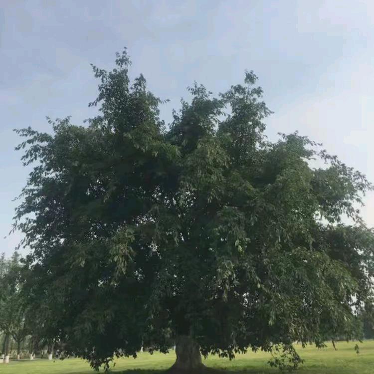 大树(●—●)