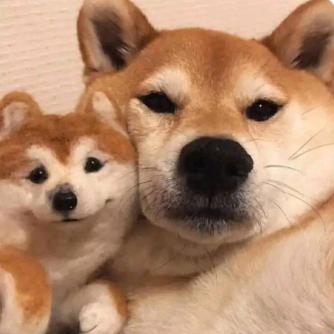 顶顶聪明的脑袋瓜子