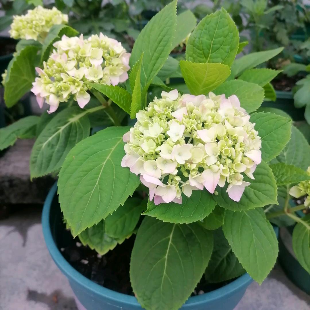 茄子