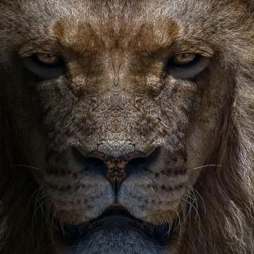 ع哎呦我去🦁🌈ع
