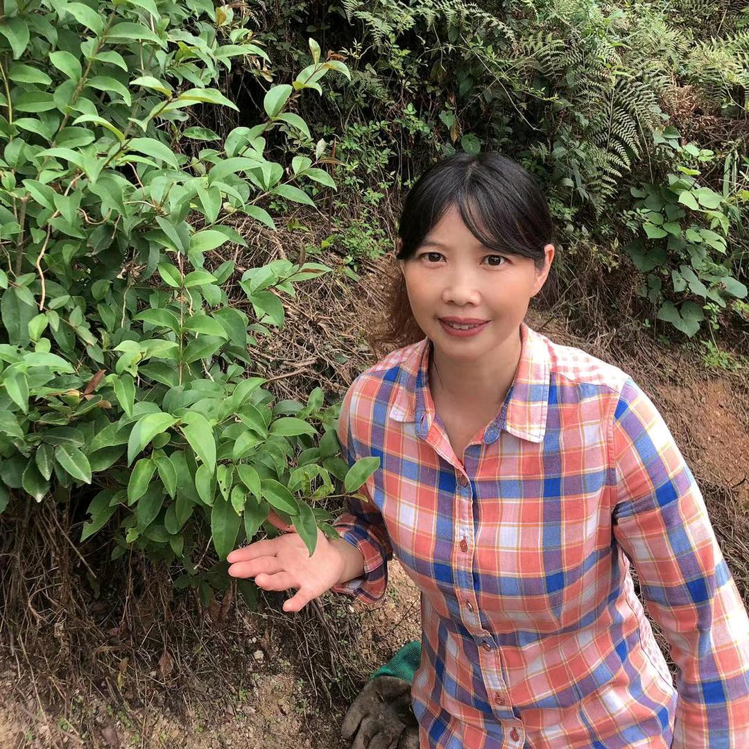 江家三小姐