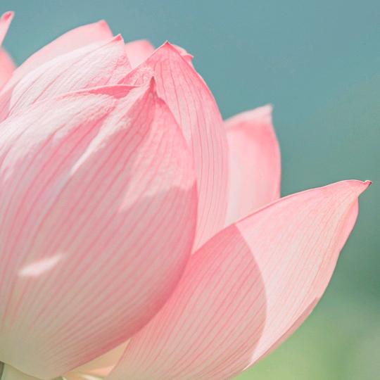 芙蕖头像