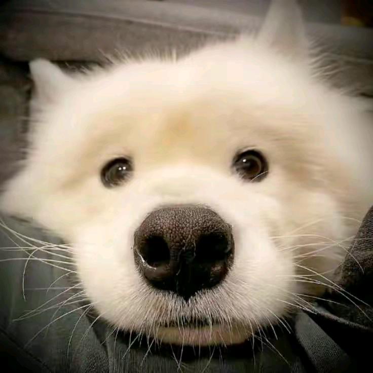 会飞的鱼🐠🐠