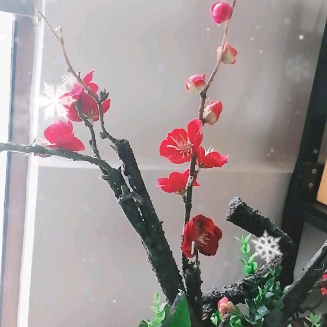 霸哥