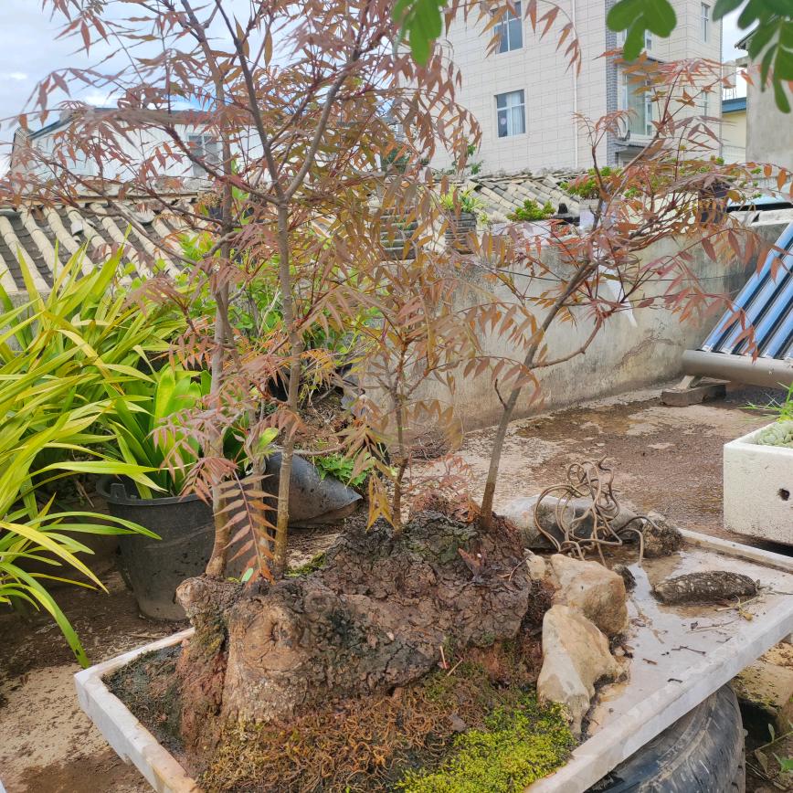 江川区宇晨盆艺