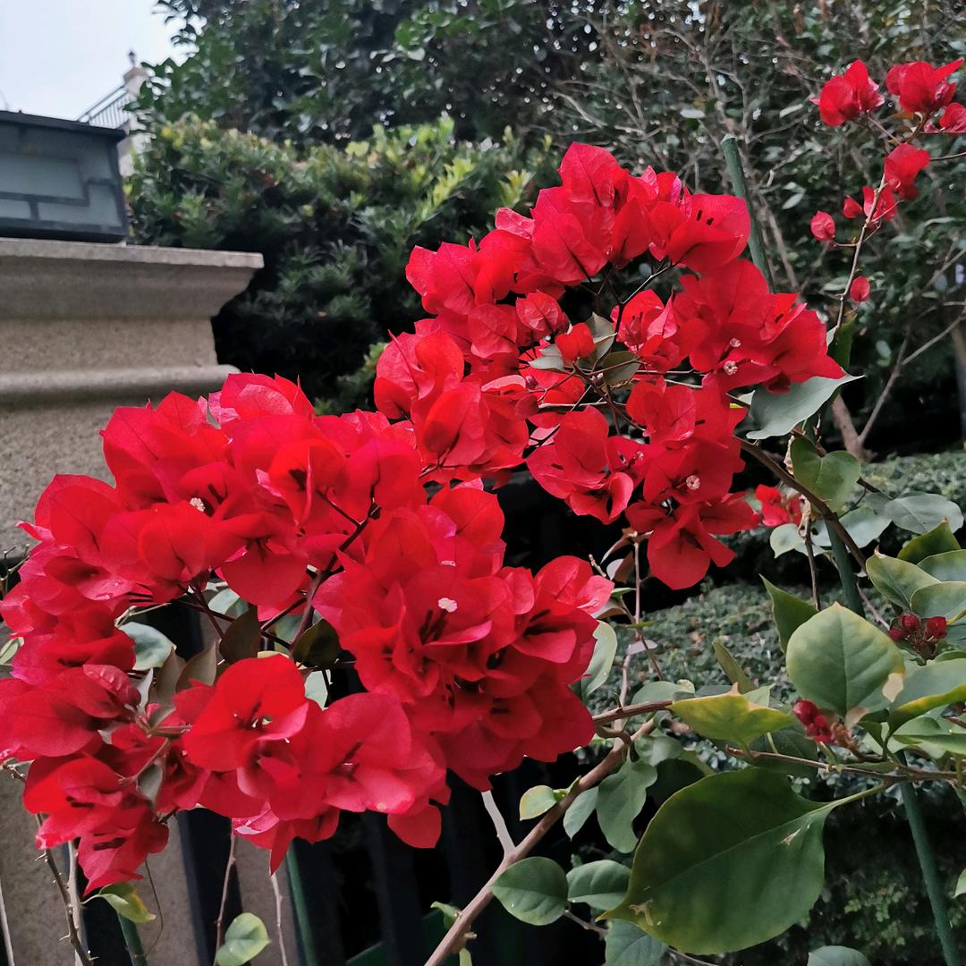 阳光奶奶