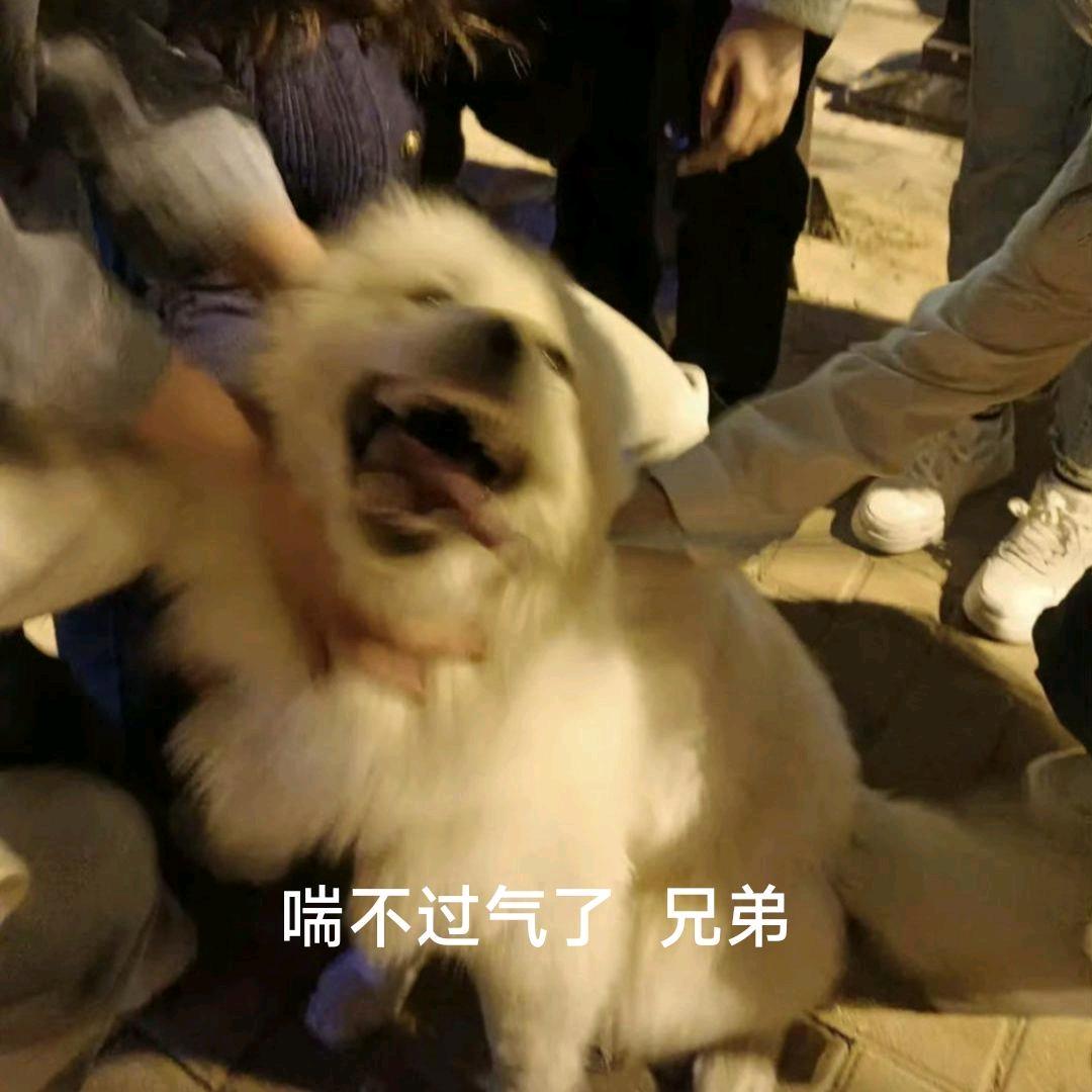 玄乐鸭