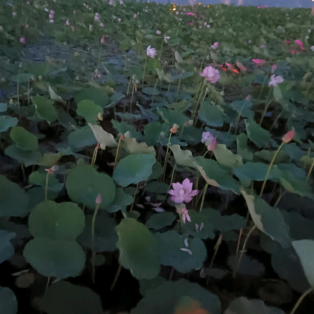 致夏