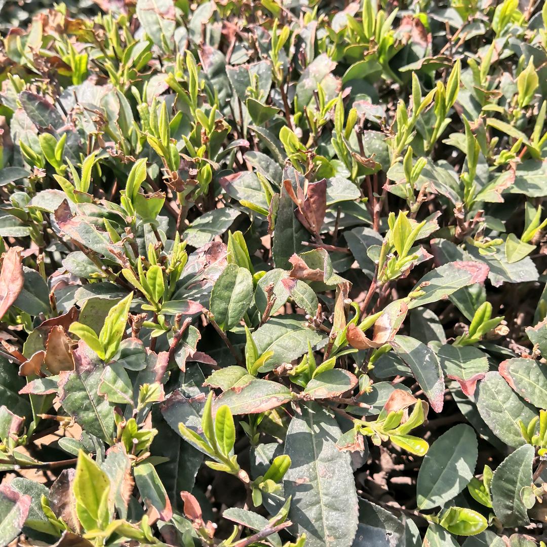 日照绿茶红茶龙井茶景鸣茶叶加工厂