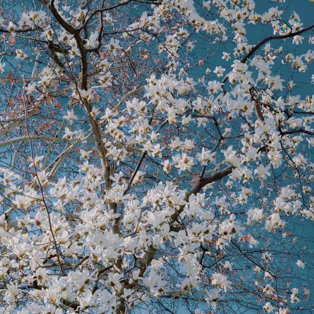 知否知否，应是绿肥红瘦