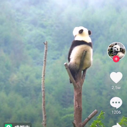 海边的树
