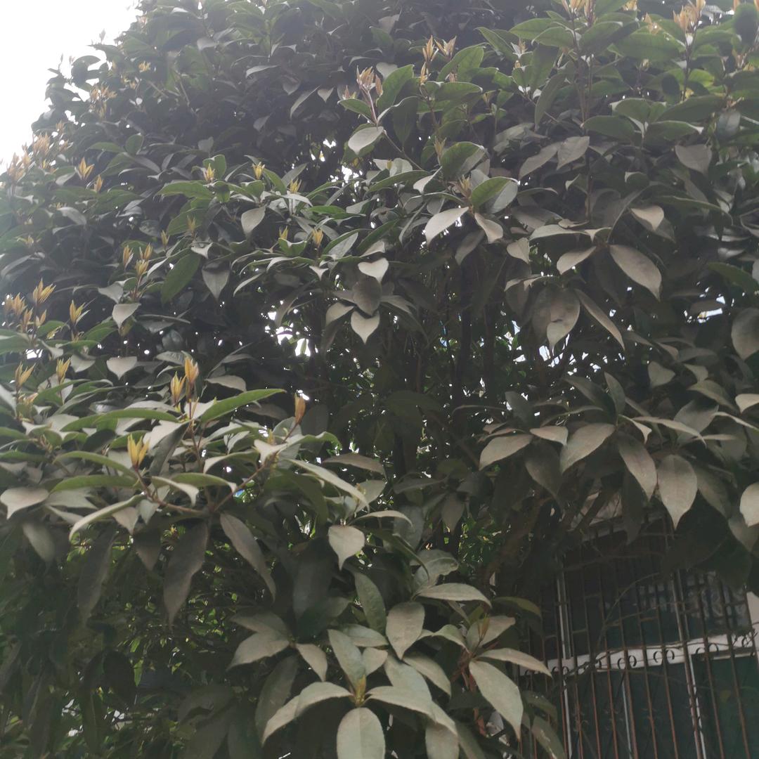 风华正茂四季如春