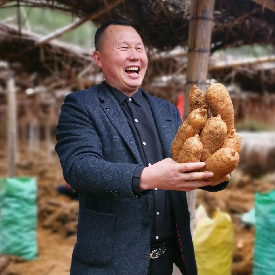 秦岭向阳天麻