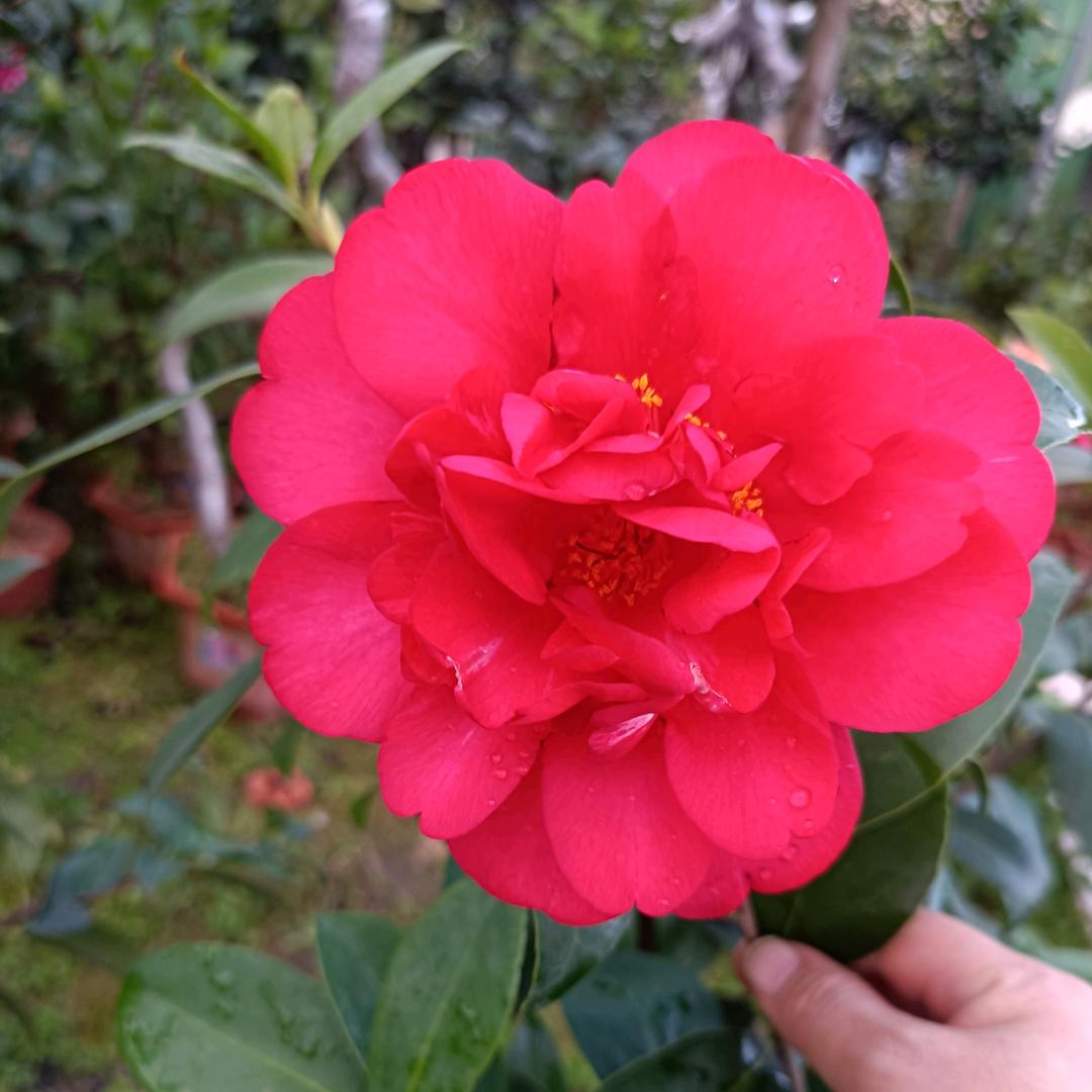 ꩵꦿ岁ᩚ月ᩚ静ᩚ好ᩚꦿꦙ🕊️💞