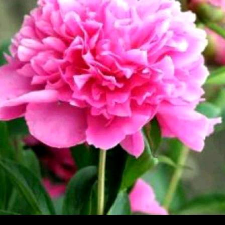 一场回忆一场梦