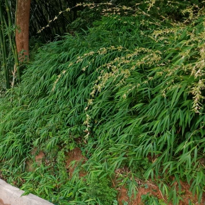 陈云