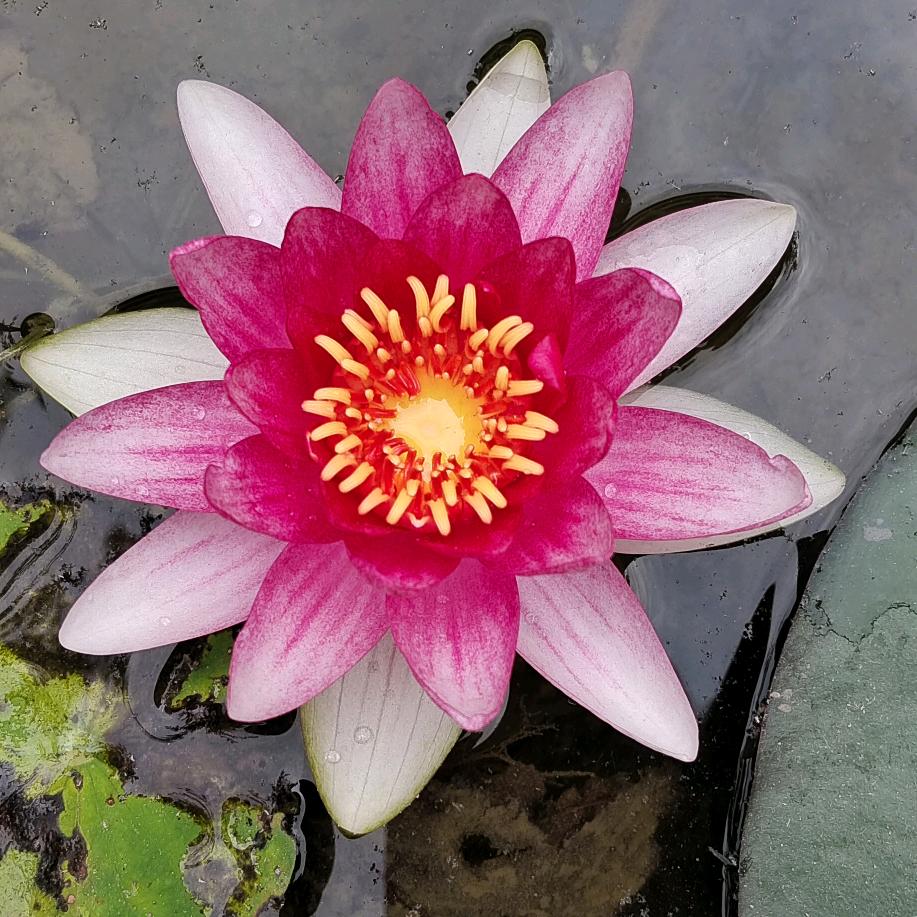 🌿🌸沉默是金🌸🌿