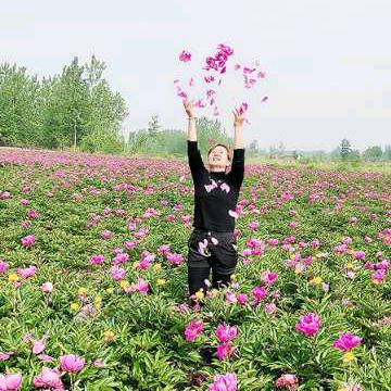 菊花茶