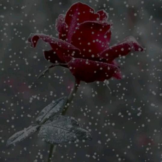 🌺花🌺