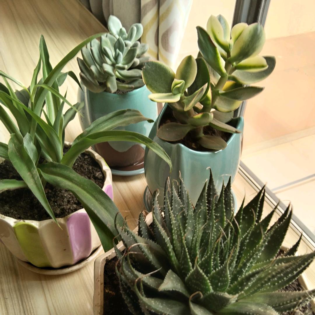 ``Bestow. （赐予）