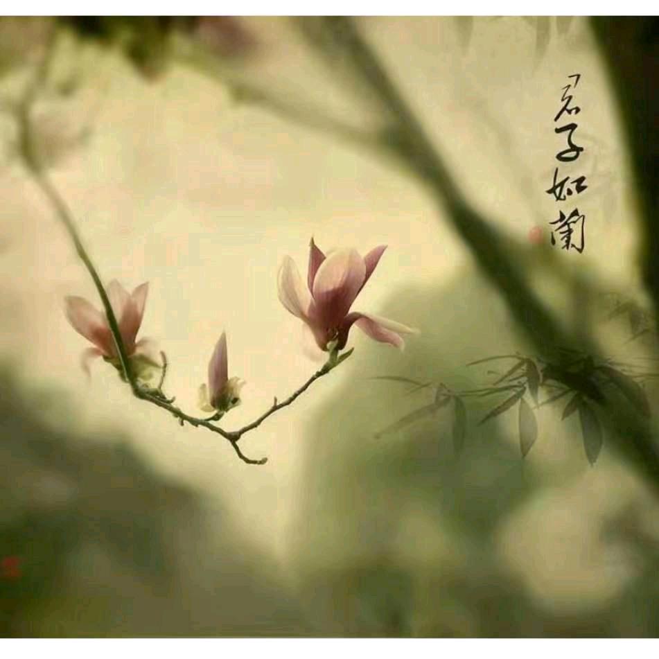 君子兰