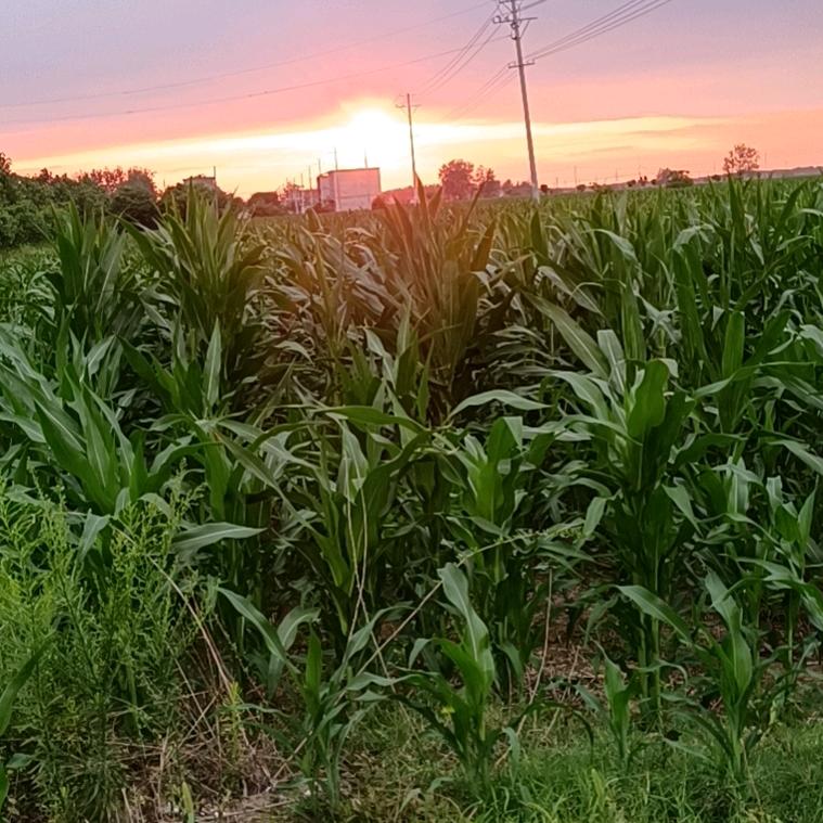 农村菇凉  宝妈生活号