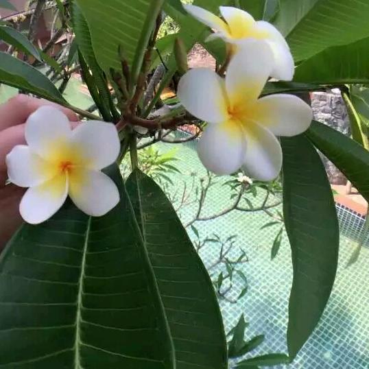 燕飞飞