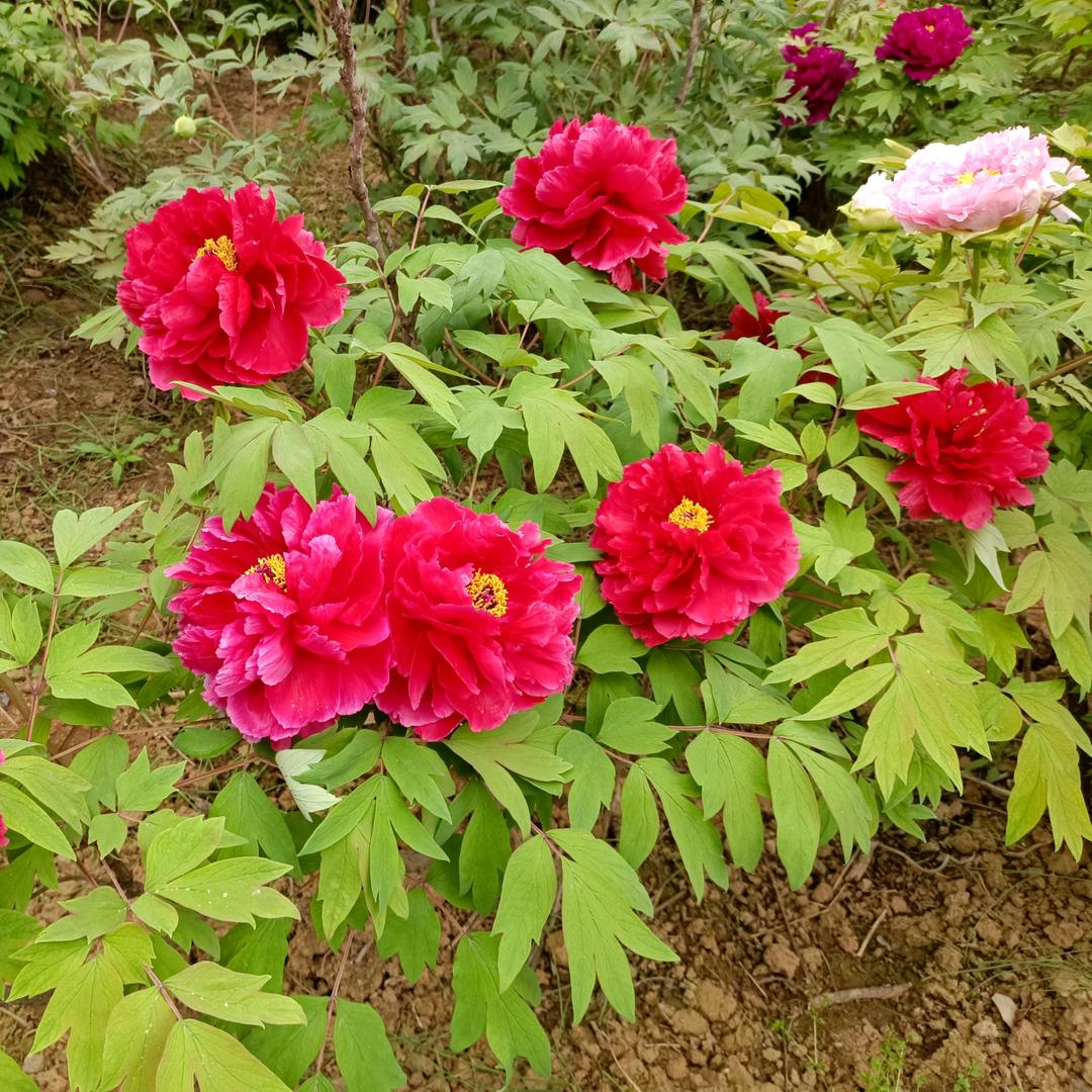 玮桐头像