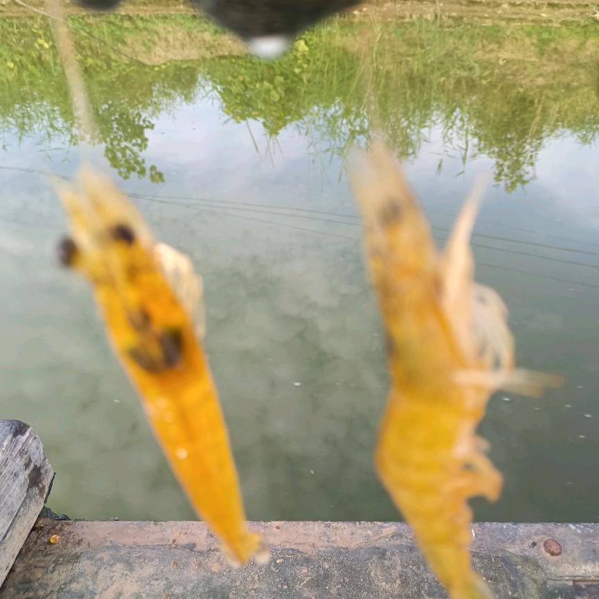 沈哥