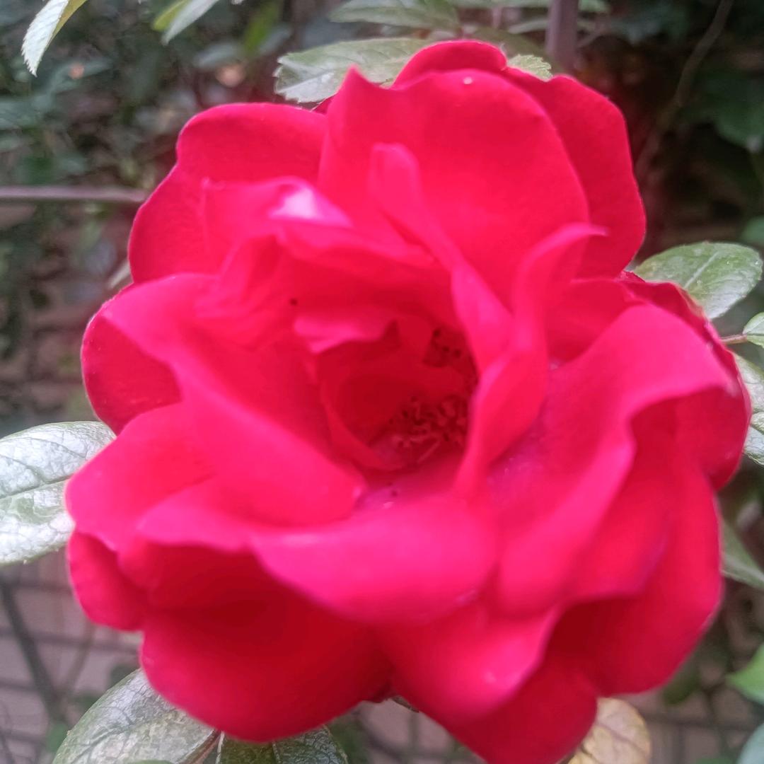 我是天边一朵云