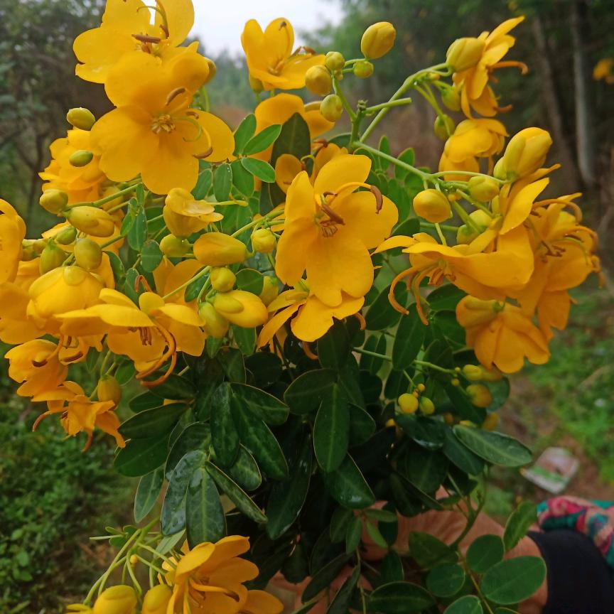 山清水秀
