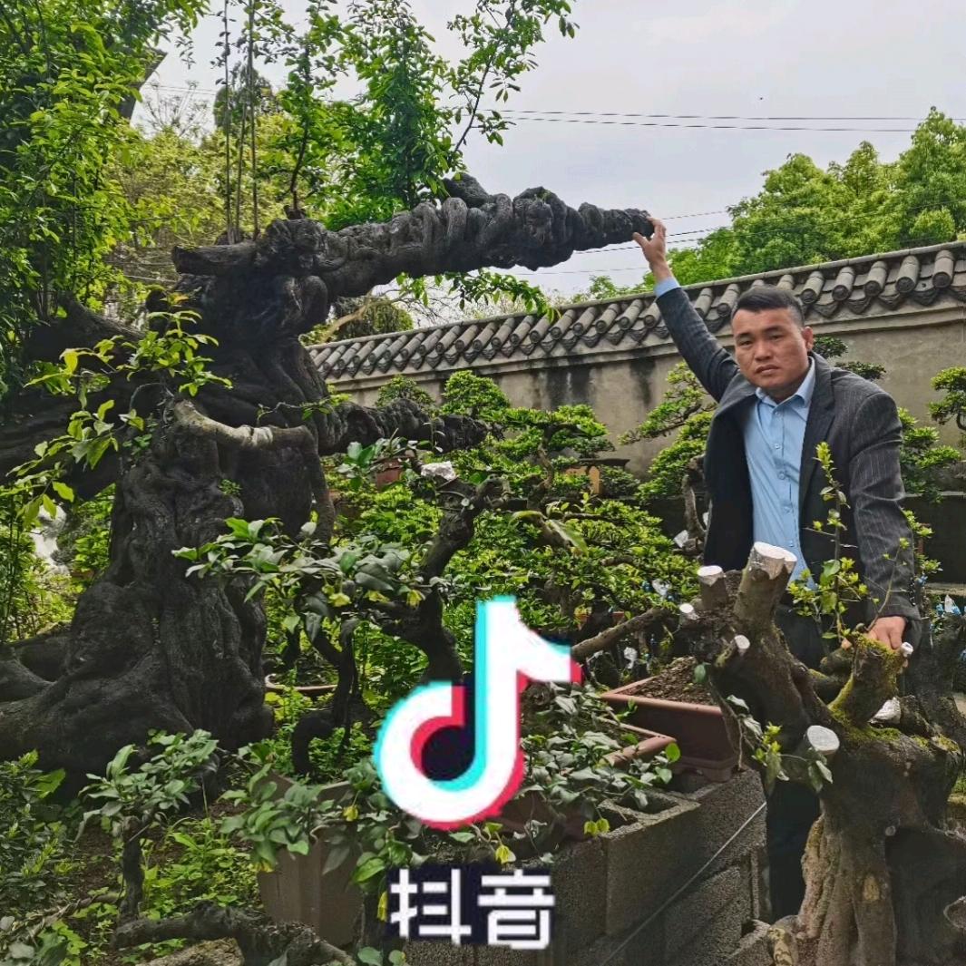 贵州盆景刘大炮