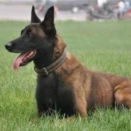 赣西K9警犬繁育训化基地，