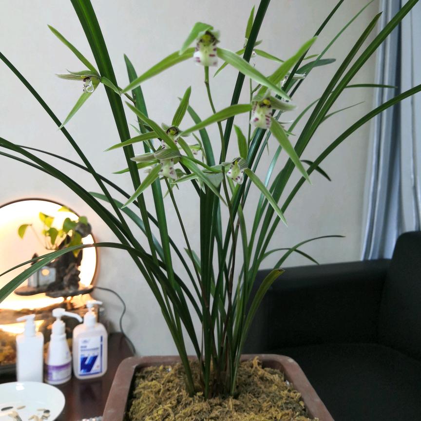 幽兰清馨