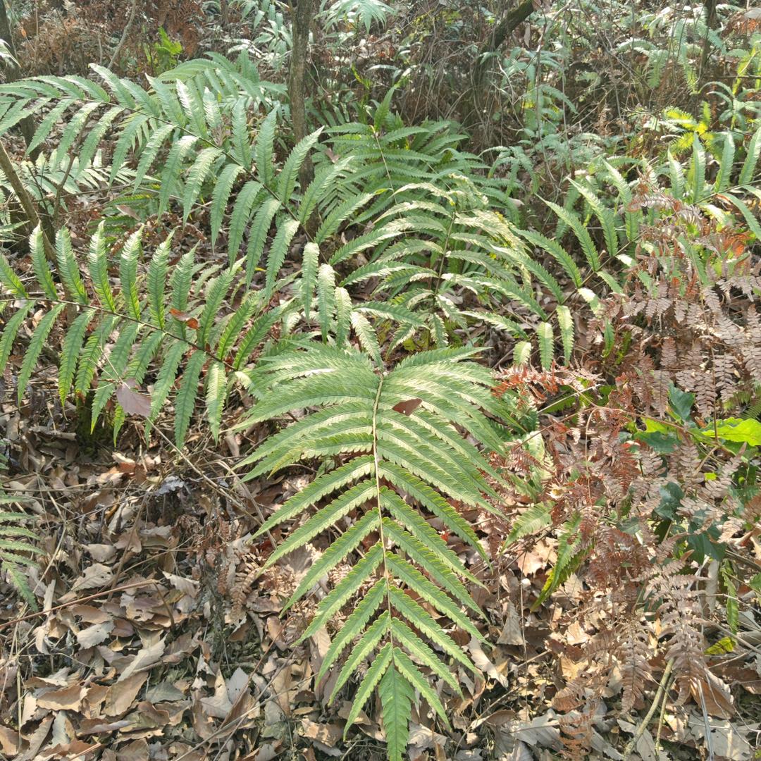 甜味拾荒者