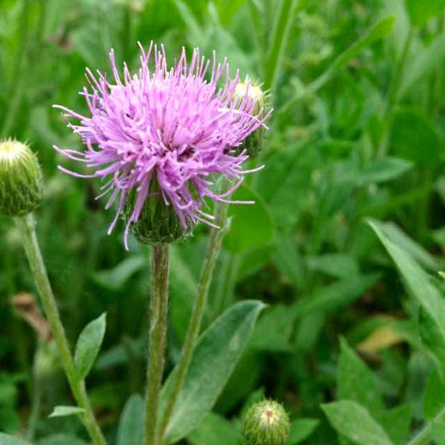 小薊不是蒲公英